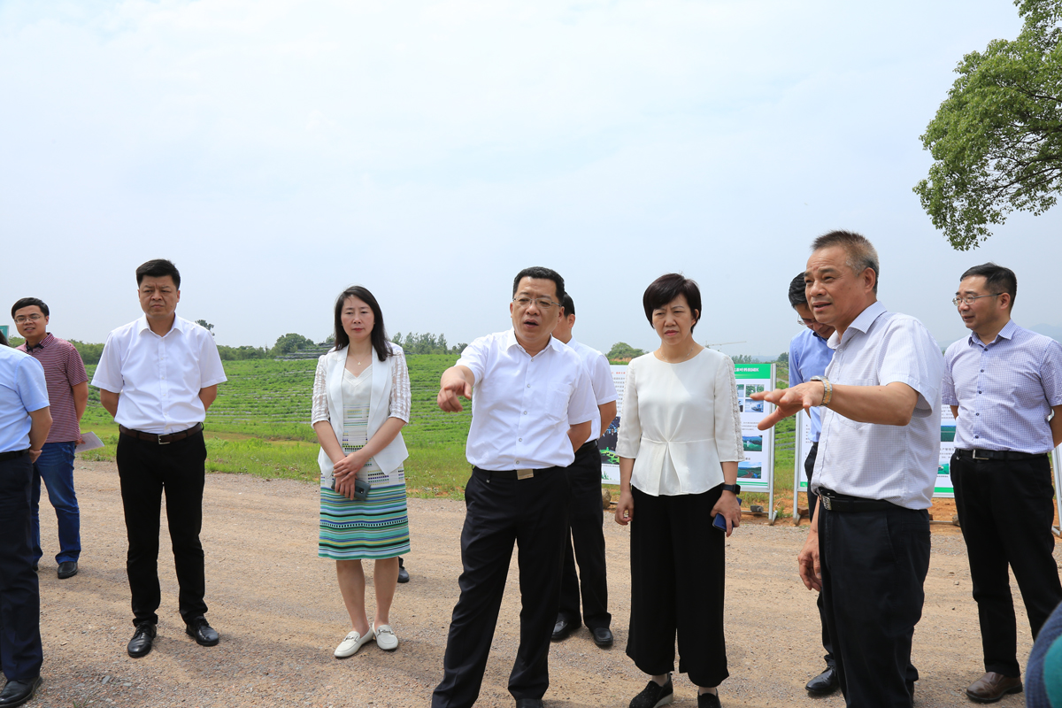 常州市領導到訪茅山茶海.南海調研農業工作